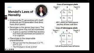 ATI TEAS 7 Science Course | Mendel's Law