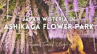 Most beautiful flower park in Japan🌸 | End of Spring | Golden Week l Japan Travel Vlog #8