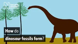 How do dinosaur fossils form? | Natural History Museum