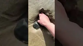 These Live Under the Sand! 