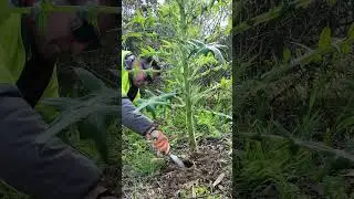 He shows you how to remove these with EASE from your garden. 