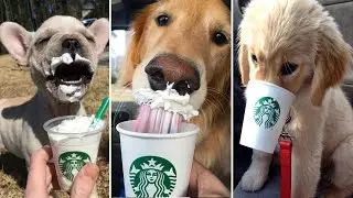 Cute Dogs Trying a Puppuccino