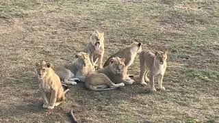 Красавцы львы из юного прайда! Handsome lions from the young pride!