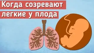 Когда созревают легкие у плода?