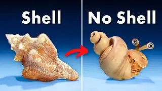 What's Inside a Conch Shell?