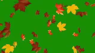 Falling Leaves Green Screen(FREE TO USE)