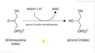 glycerol 3 phosphate shuttle biochemistry