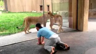 How to play with lions at the zoo