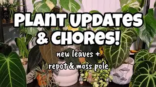 Plant Updates & Chores!! 🌿 check out some new Hoya & Anthurium leaves + repot my neon queen Pothos