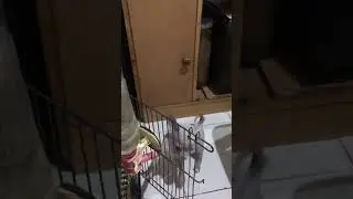 Good job Pooch! #trending #viral #chihuahua @ambmotomusic