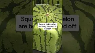 Square watermelon are being shipped off in Japan