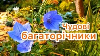 МІЙ САД. Багаторічні РОСЛИНИ мого САДУ. 🌿🇺🇦 Яливец, бірючина, жимолость, гібіскус, вейгела.