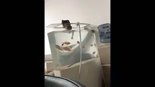 дружба рыбы и кота 