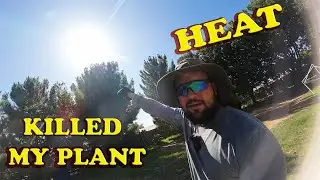 Gardening Myths: The Heat Killed My Plant!