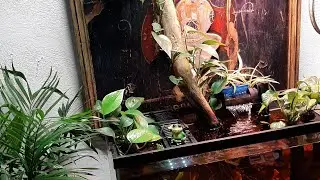 Pothos Forest Aquarium Update