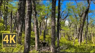 Colorful Mountain Forest Nature Walk 4K (With Ambient Nature Sounds And Music)