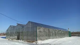 Какой прекрасный день работать мне не лень.😁 Выгонка тюльпанов 2023