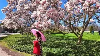 NIAGARA FALLS Canada 4K🇨🇦 Magnolia Alley Blossoms 2024