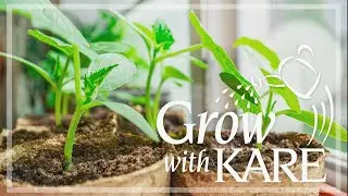 Grow with KARE: Starting seeds!