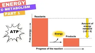 Chapter 8 - Part 1: Energy & Metabolism (Kinetic, Potential, Thermodynamics, Gibbs, Exergonic, ATP)