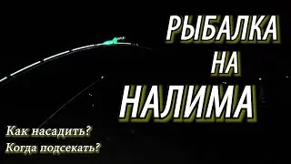 НОГИ УСТАЛИ БЕГАТЬ ОТ ТАКОГО КЛЕВА! ПОПАЛ НА ТРОПУ! ВЫХОД НАЛИМА ВЕЧЕРОМ! Рыбалка на налима осенью