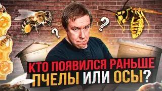 Кто появился раньше: пчелы или осы? Удивительные факты о насекомых с юмором