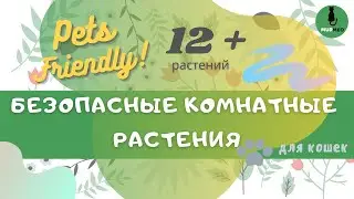 ТОП — 12 Безопасных Комнатных Растений для Кошек (Одобрено ASPCA). Их Не Стоит Бояться!