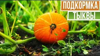 Срочно подкормите тыкву ☘  Тыква в августе