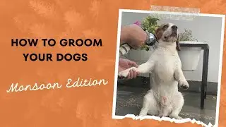 Must watch vlog for grooming dogs at home 