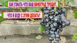 🍇 Как узнать ЗАРАНЕЕ, что ваш виноград РАСТРЕСКИВАЕТСЯ в ХЛАМ! Что МОЖНО СДЕЛАТЬ для предотвращения!