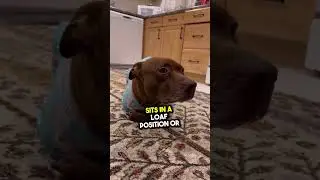 This Pitbull grew up with Cats 😭 #animals #love #shorts