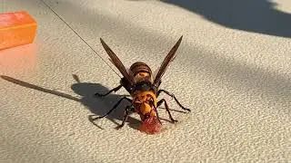 Asian Giant Hornet Eating Strawberry Jam