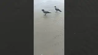 смелая ворона снова в деле