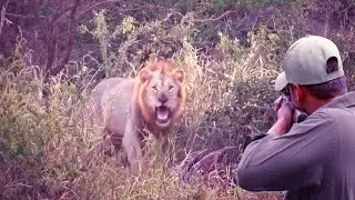 The strongest confrontations and chases between the hunter and the lions (Kings of the Jungle)