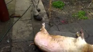 Подготовка туши свиньи к разделке,опаливание.Preparation of pig carcasses for cutting, singeing.
