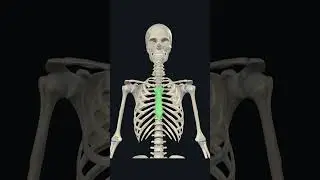 Types of bones 3d animation #boneanatomy #skeleton #biology #anatomy