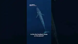 Is this the loneliest whale on Earth?
