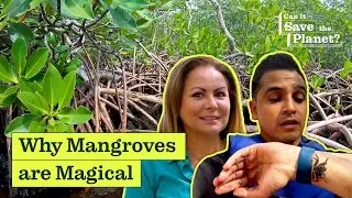 Can Protecting Mangroves Save the Planet?