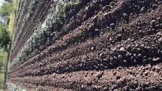 Арбуз Каристан и Атаман. 14 июня