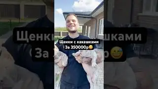 Щенки с какашками за 350000р💩🐶