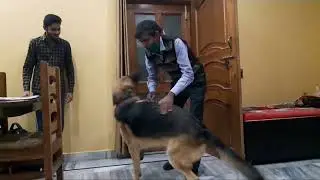 Dog Reunited With Dad || Reunion || Happy To See Owner || Cute Animal