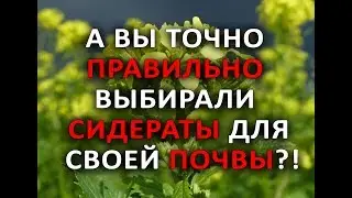 Посев сидератов! А Вы точно правильно выбирали сидераты для своей почвы?!