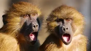 Monkey Sounds  |  Beautiful Monkey Sounds From Each Other