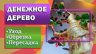 Денежное дерево Толстянка Крассула. Уход, обрезка, пересадка