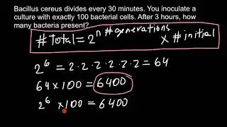 How to calculate exponential growth of bacteria