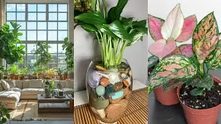 Massive Houseplant Haul 2024 | Rare Indoor Gardening Trends.