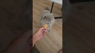 Лео и мороженое♡ Звук на 100%