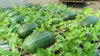 Grow the Sweetest, No Care, High Yielding Watermelons and No Garden Needed