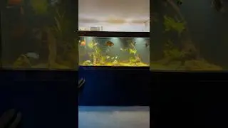 5 Huge Aquariums in One Room!