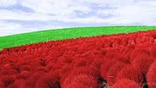 Лекарственные растения. Лекарственные травы. Лекарства с грядки [Юлия Манищенкова]